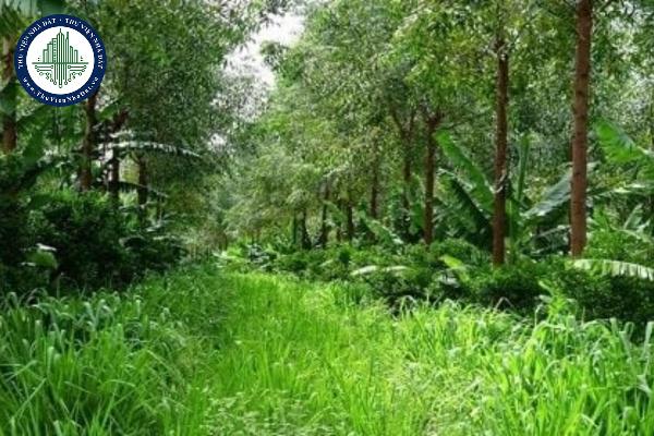 Chủ rừng và chủ sở hữu rừng: Ai quản lý khu rừng của bạn? | AI Hay ...