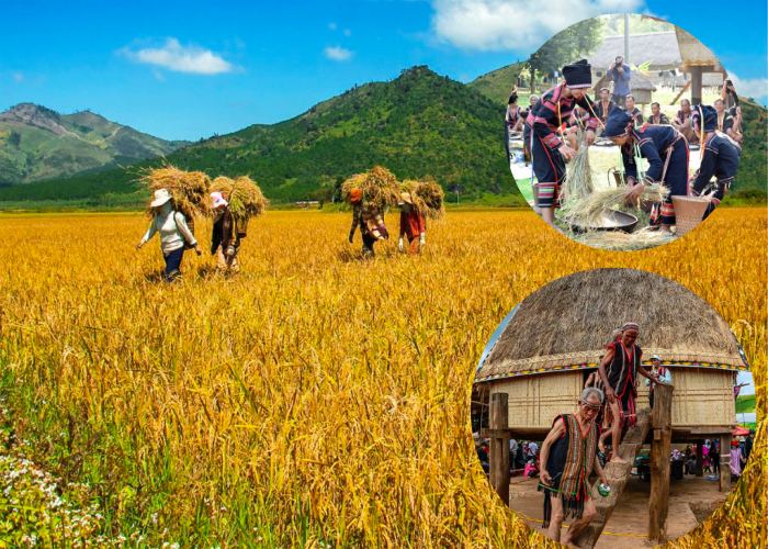 Lễ mừng lúa mới Tây Nguyên: Gìn giữ cội nguồn, cầu mong mùa bội thu ...