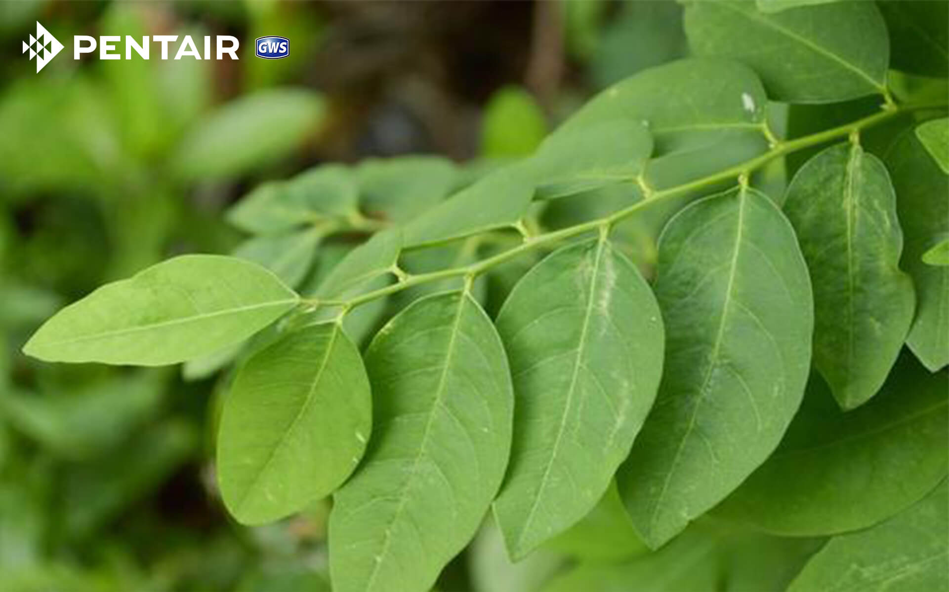 Nước rau ngót sau sinh: Uống thế nào để tốt, tránh tai biến? | AI Hay ...