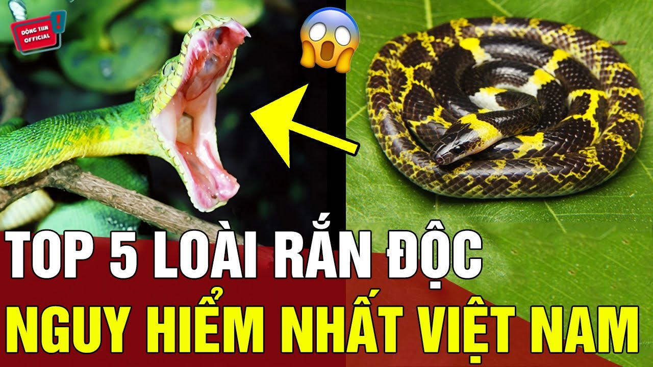 Rắn biển Peron hay rắn cạp nia: Đâu là loài rắn độc nhất Việt Nam? | AI ...