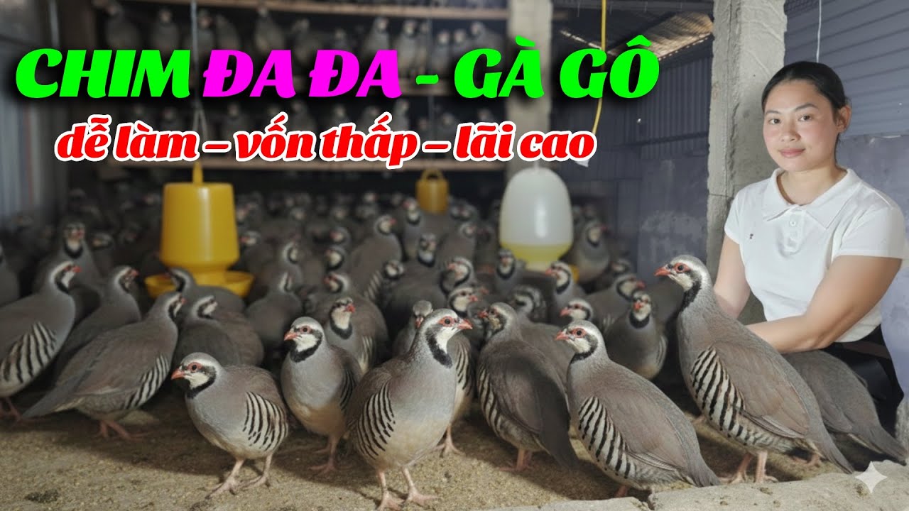 Chim Đa Đa: Tự nhiên hay can thiệp nhân tạo trong sinh sản? | AI Hay ...