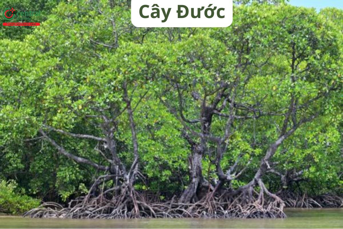 Cây đước có những công dụng gì cho con người và môi trường sống? | AI ...